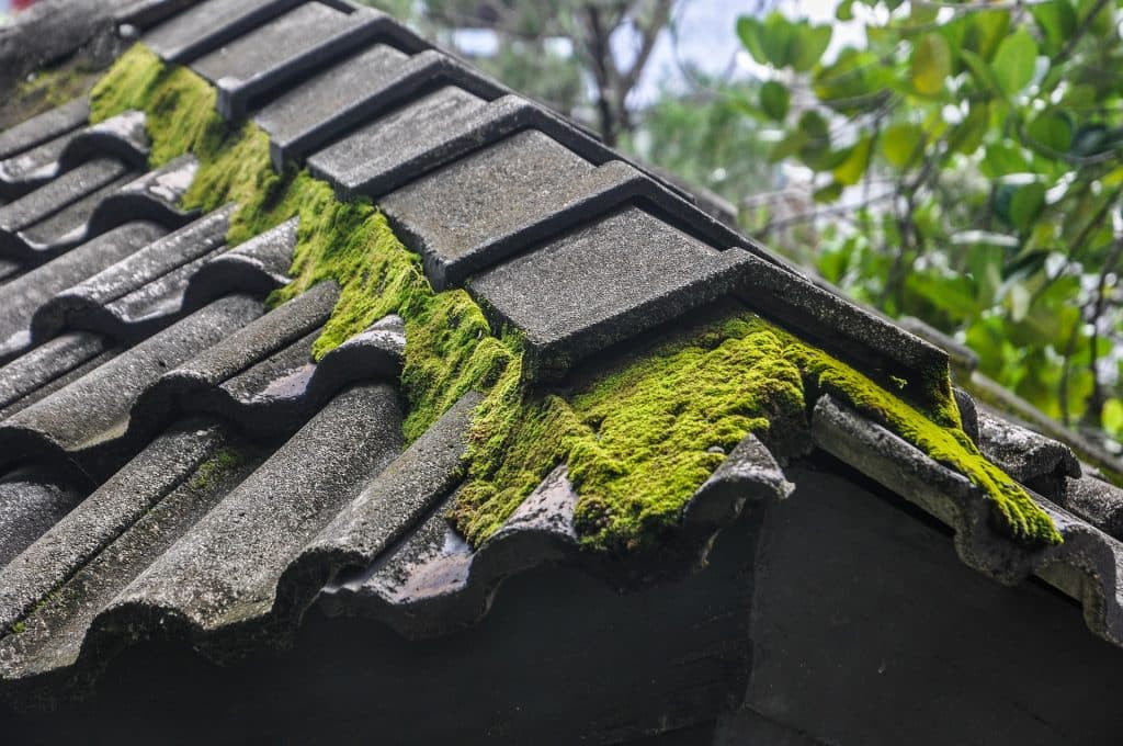 Moss removal